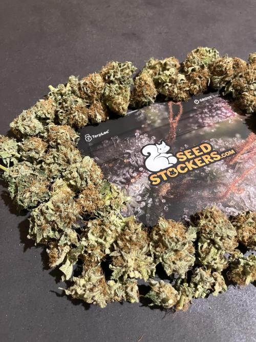 Mistery ¿?. Seedstockers. Week 15