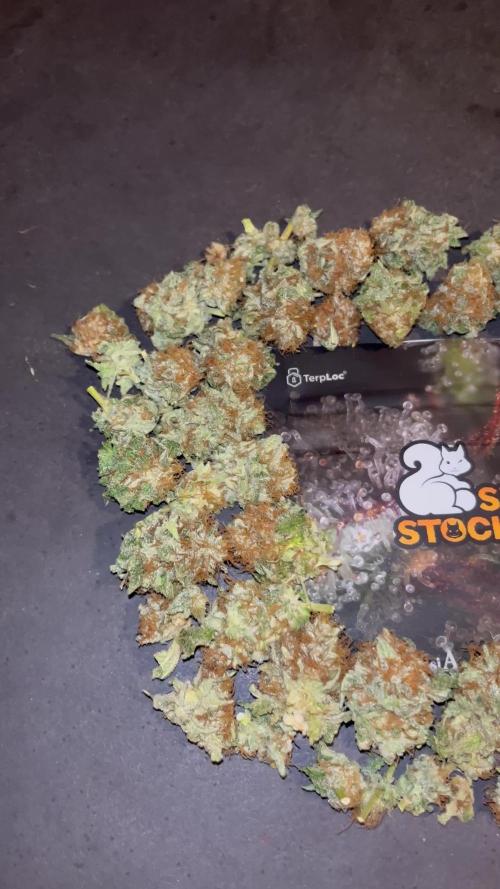 Mistery ¿?. Seedstockers