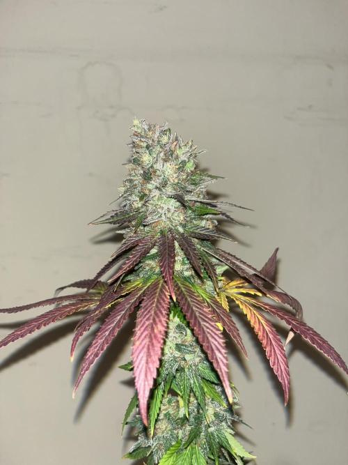 Lemon Mandarin. fastbuds. Week 15