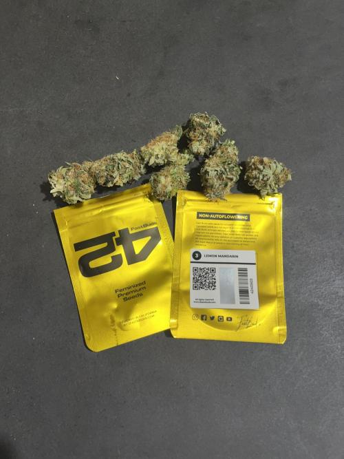 Lemon Mandarin. fastbuds. Week 15