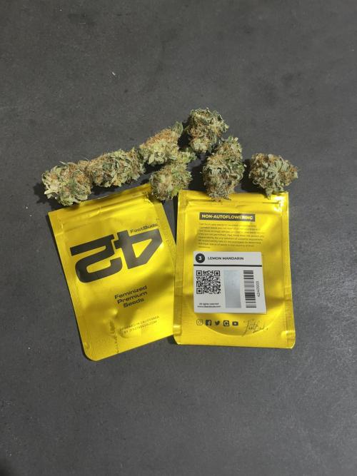 Lemon Mandarin. fastbuds. Week 15