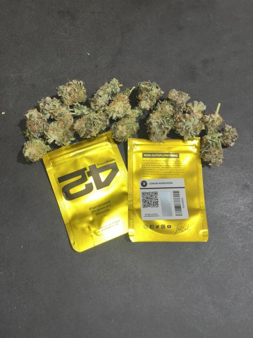 Lemon Mandarin. fastbuds. Week 15