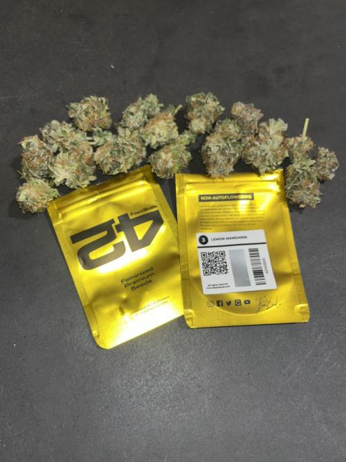 Lemon Mandarin. fastbuds. Week 15