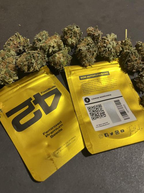 Lemon Mandarin. fastbuds. Week 15