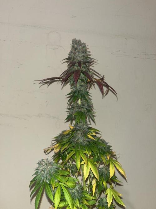 Permanent Maker. Seedstockers. Week 15