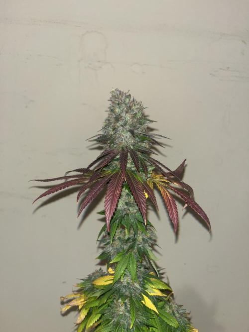 Permanent Maker. Seedstockers. Week 15