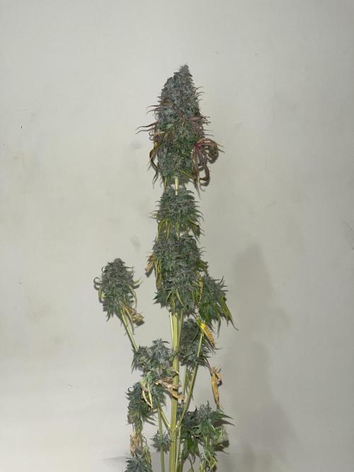 Permanent Maker. Seedstockers. Week 15