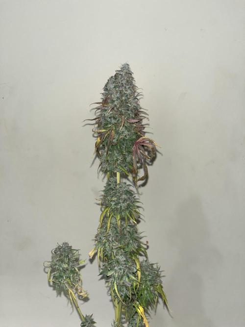 Permanent Maker. Seedstockers. Week 15