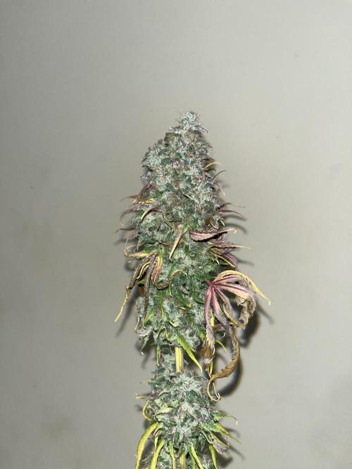 Permanent Maker. Seedstockers. Week 15