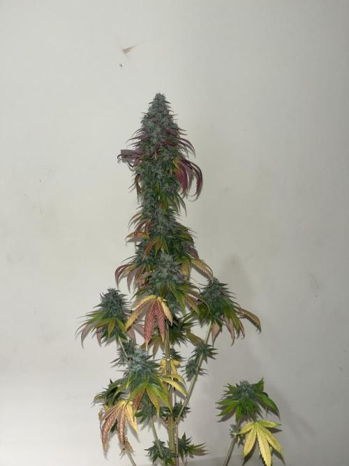 Permanent Maker. Seedstockers. Week 15