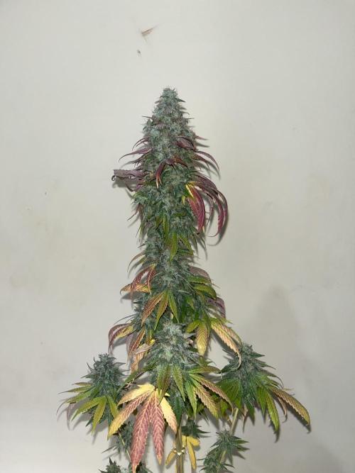 Permanent Maker. Seedstockers. Week 15