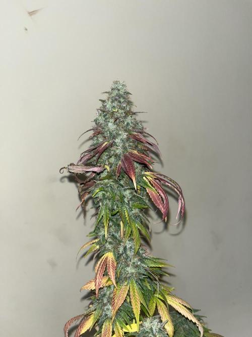 Permanent Maker. Seedstockers. Week 15