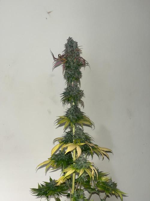 Permanent Maker. Seedstockers. Week 15