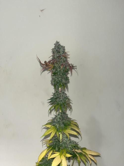 Permanent Maker. Seedstockers. Week 15