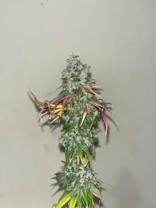 Permanent Maker. Seedstockers. Week 15