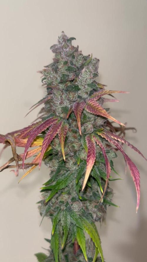 Permanent Maker. Seedstockers