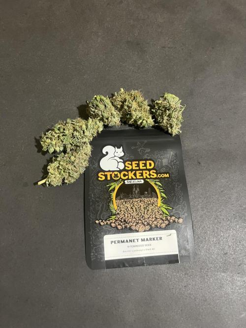 Permanent Maker. Seedstockers. Week 15