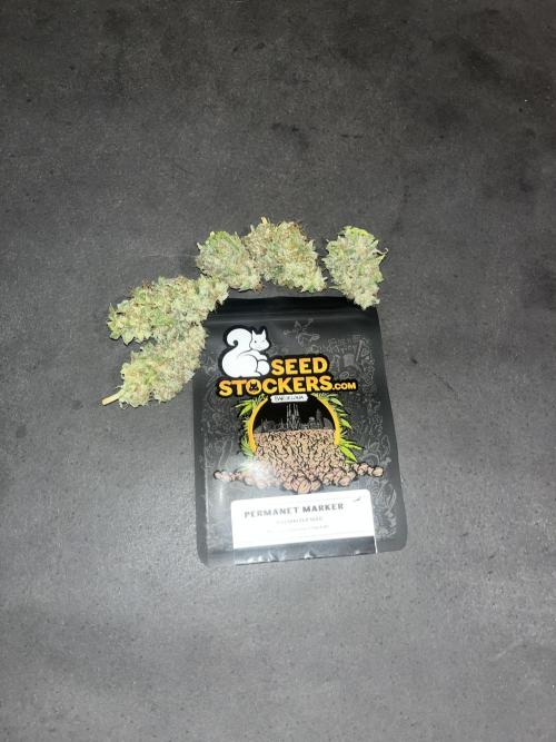 Permanent Maker. Seedstockers. Week 15