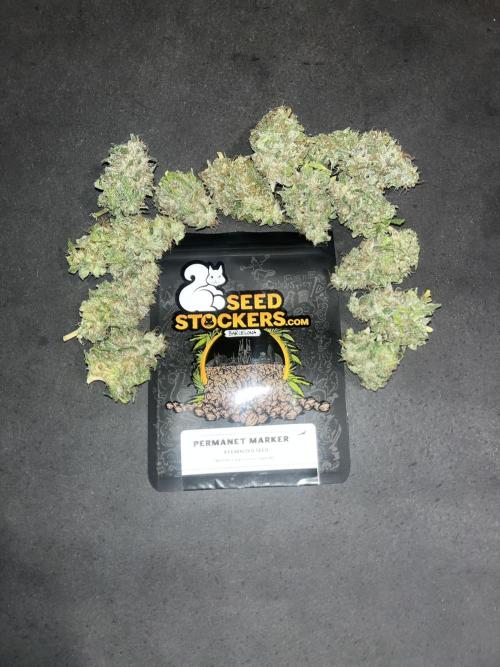 Permanent Maker. Seedstockers. Week 15