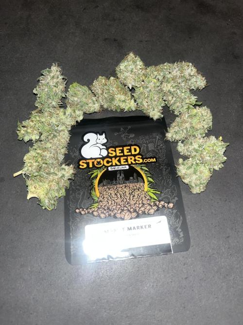 Permanent Maker. Seedstockers. Week 15