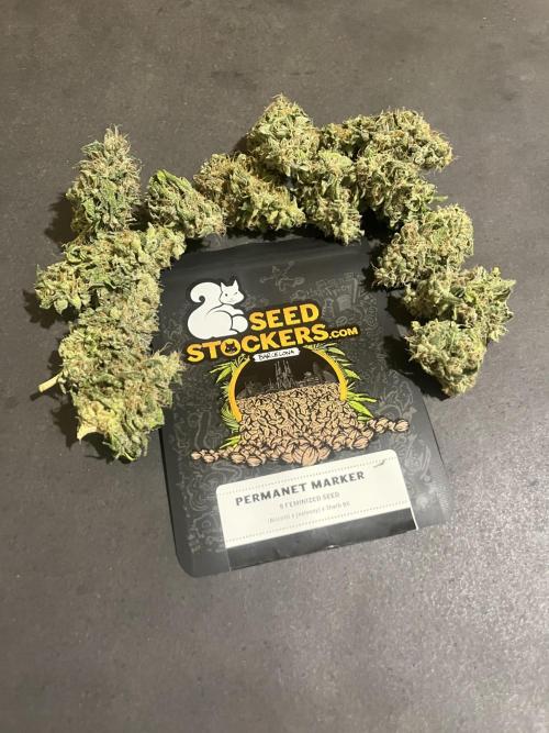 Permanent Maker. Seedstockers. Week 15