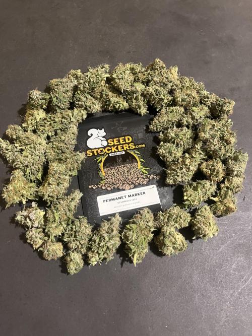 Permanent Maker. Seedstockers. Week 15