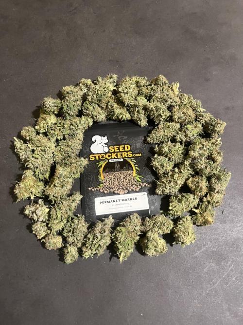 Permanent Maker. Seedstockers. Week 15