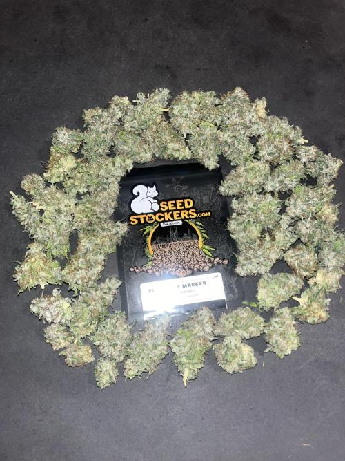 Permanent Maker. Seedstockers. Week 15