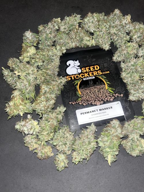 Permanent Maker. Seedstockers. Week 15