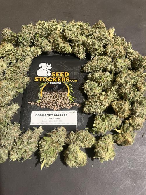 Permanent Maker. Seedstockers. Week 15