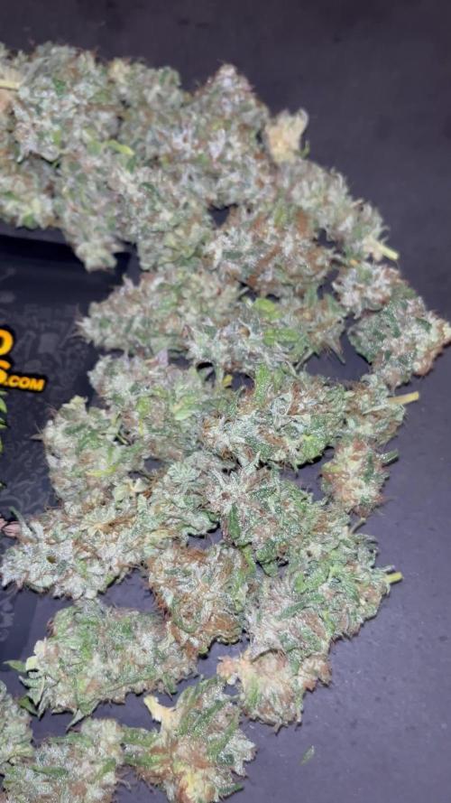 Permanent Maker. Seedstockers