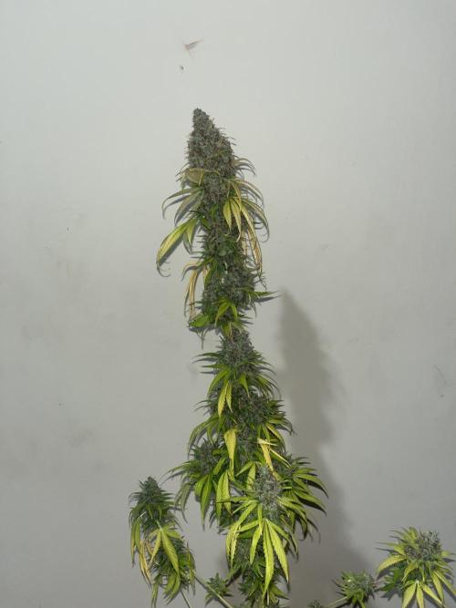 Runtz Punch. Herbies. Week 16