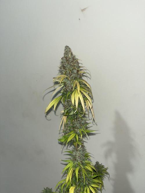 Runtz Punch. Herbies. Week 16