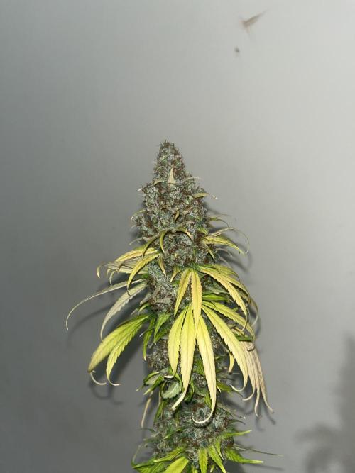 Runtz Punch. Herbies. Week 16