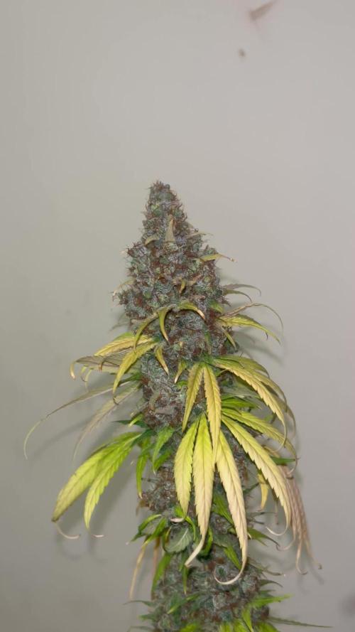 Runtz Punch. Herbies