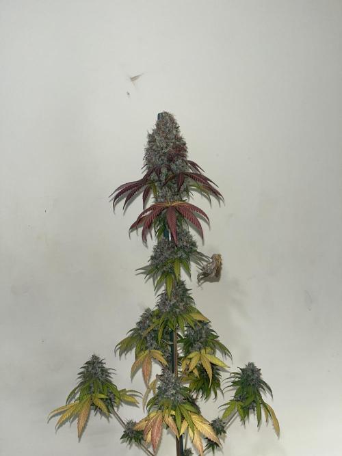 Runtz Punch. Herbies. Week 16