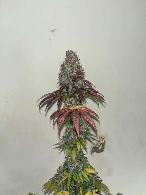 Runtz Punch. Herbies. Week 16