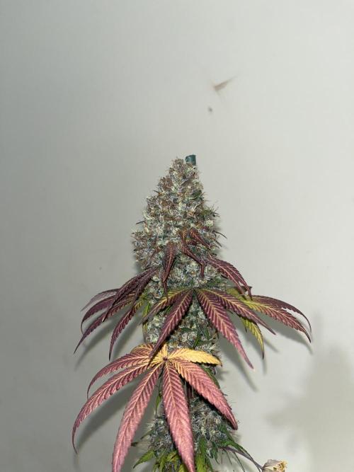 Runtz Punch. Herbies. Week 16