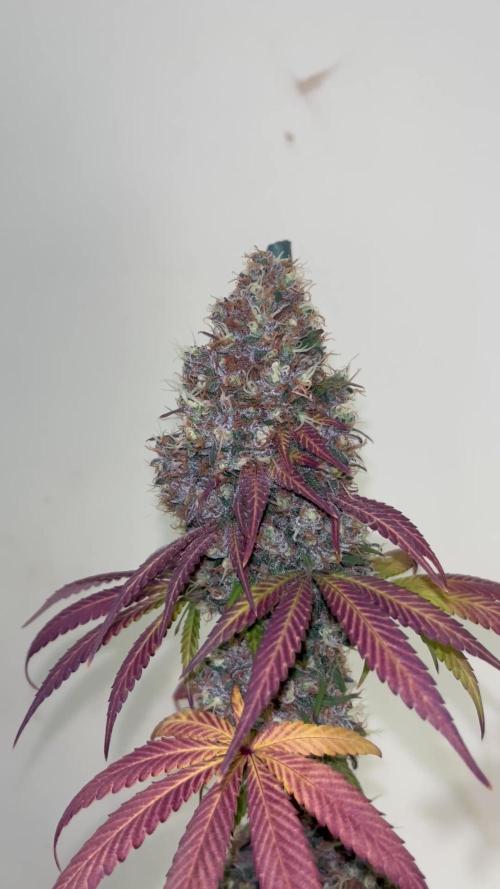 Runtz Punch. Herbies