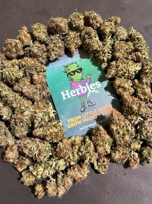 Runtz Punch. Herbies. Week 16