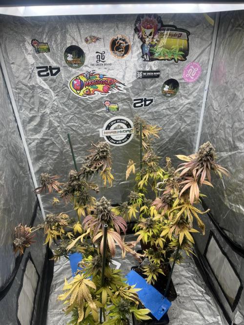 Lemon Cherry Runtz. Fastbuds. Week 16