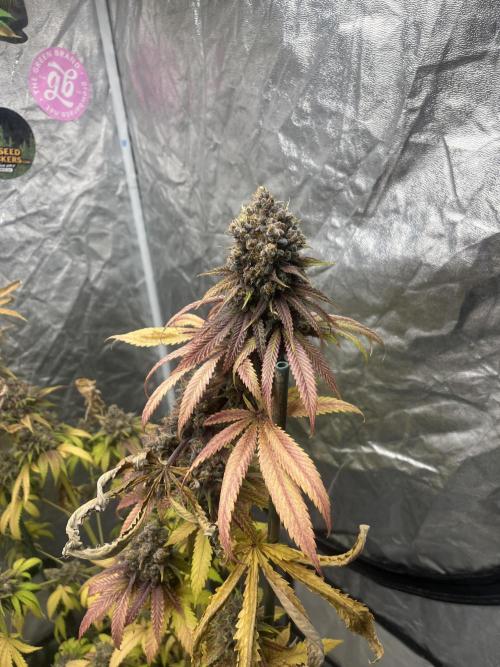 Lemon Cherry Runtz. Fastbuds. Week 16