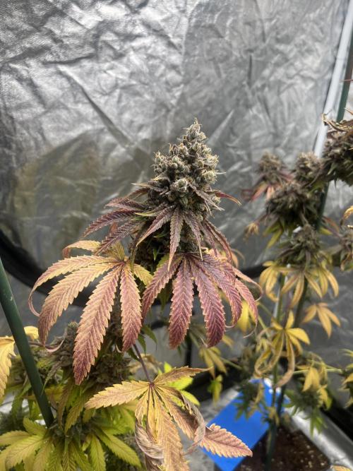 Lemon Cherry Runtz. Fastbuds. Week 16