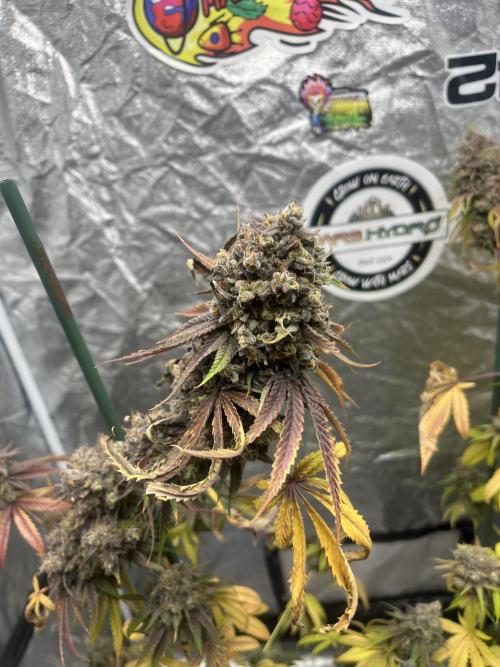 Lemon Cherry Runtz. Fastbuds. Week 16