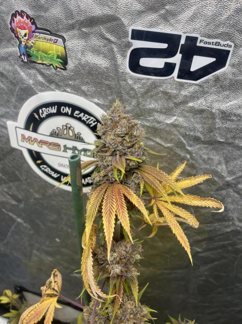 Lemon Cherry Runtz. Fastbuds. Week 16