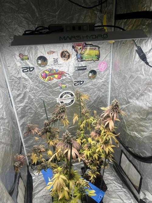 Lemon Cherry Runtz. Fastbuds. Week 16