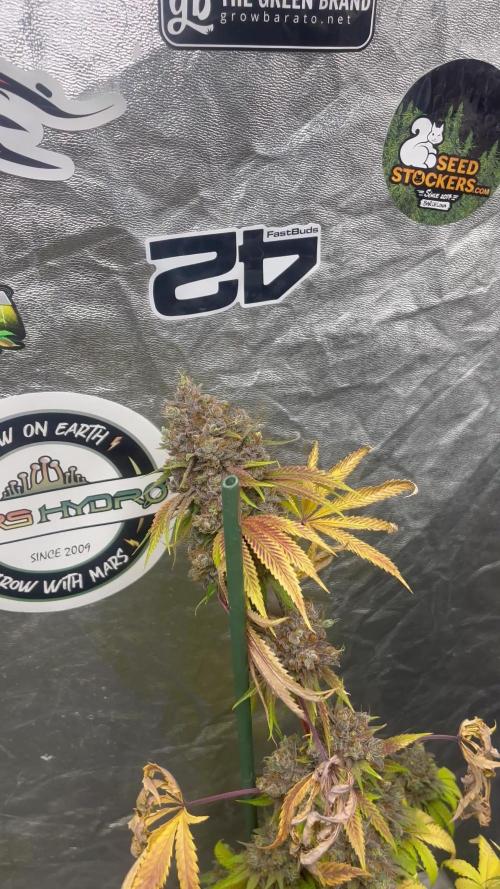 Lemon Cherry Runtz. Fastbuds