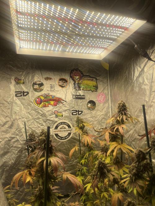 Lemon Cherry Runtz. Fastbuds. Week 16