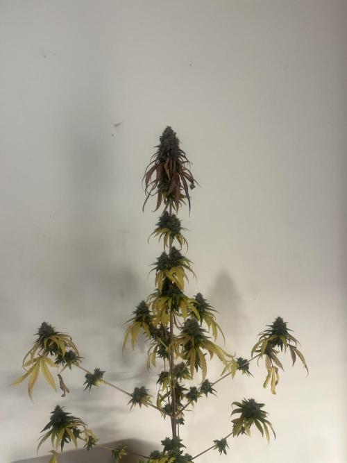 Runtz. MSNL. Week 16