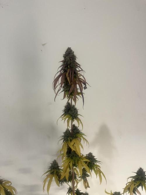 Runtz. MSNL. Week 16